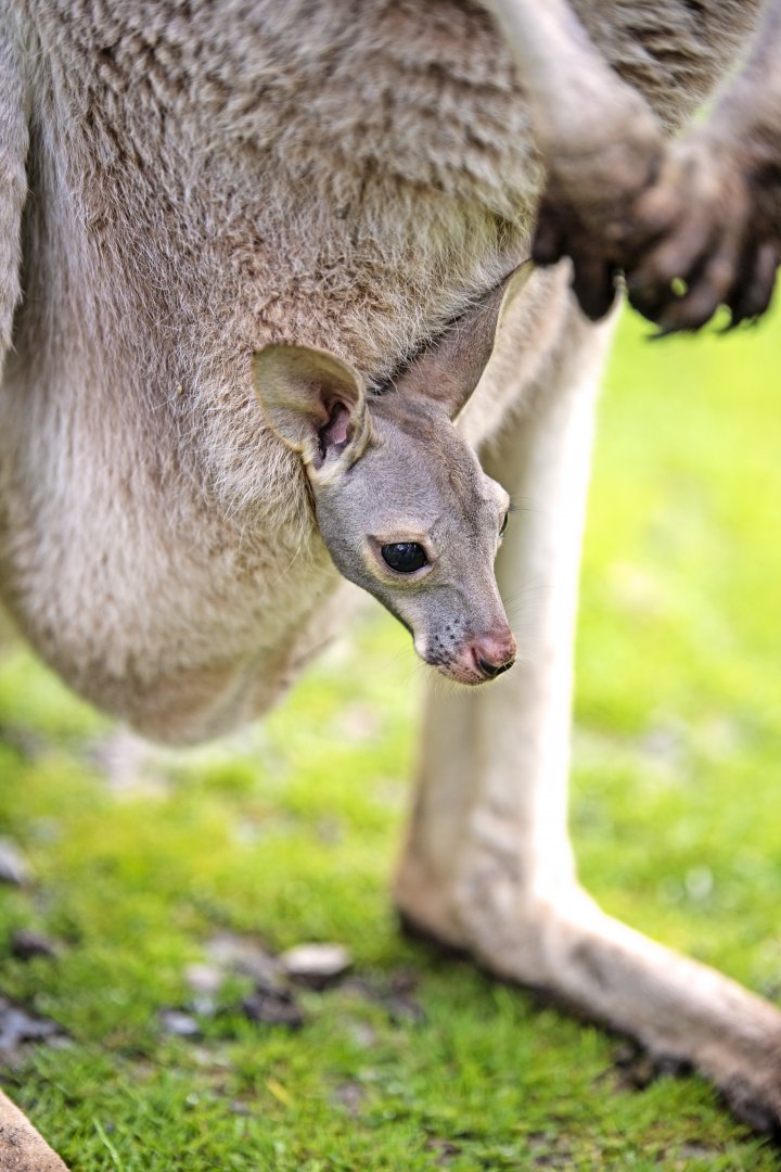 Red kangaroo joey