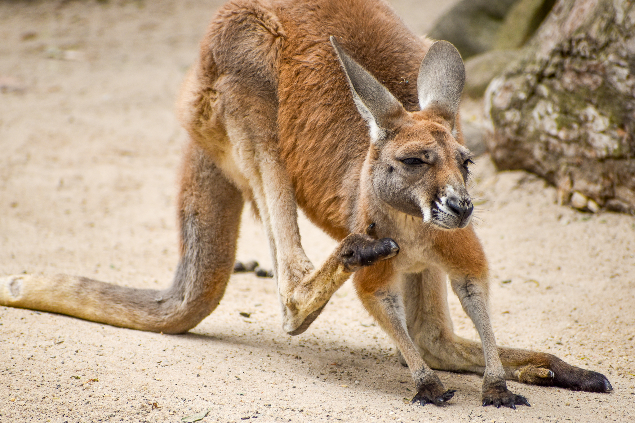 Red Kangaroo Joey