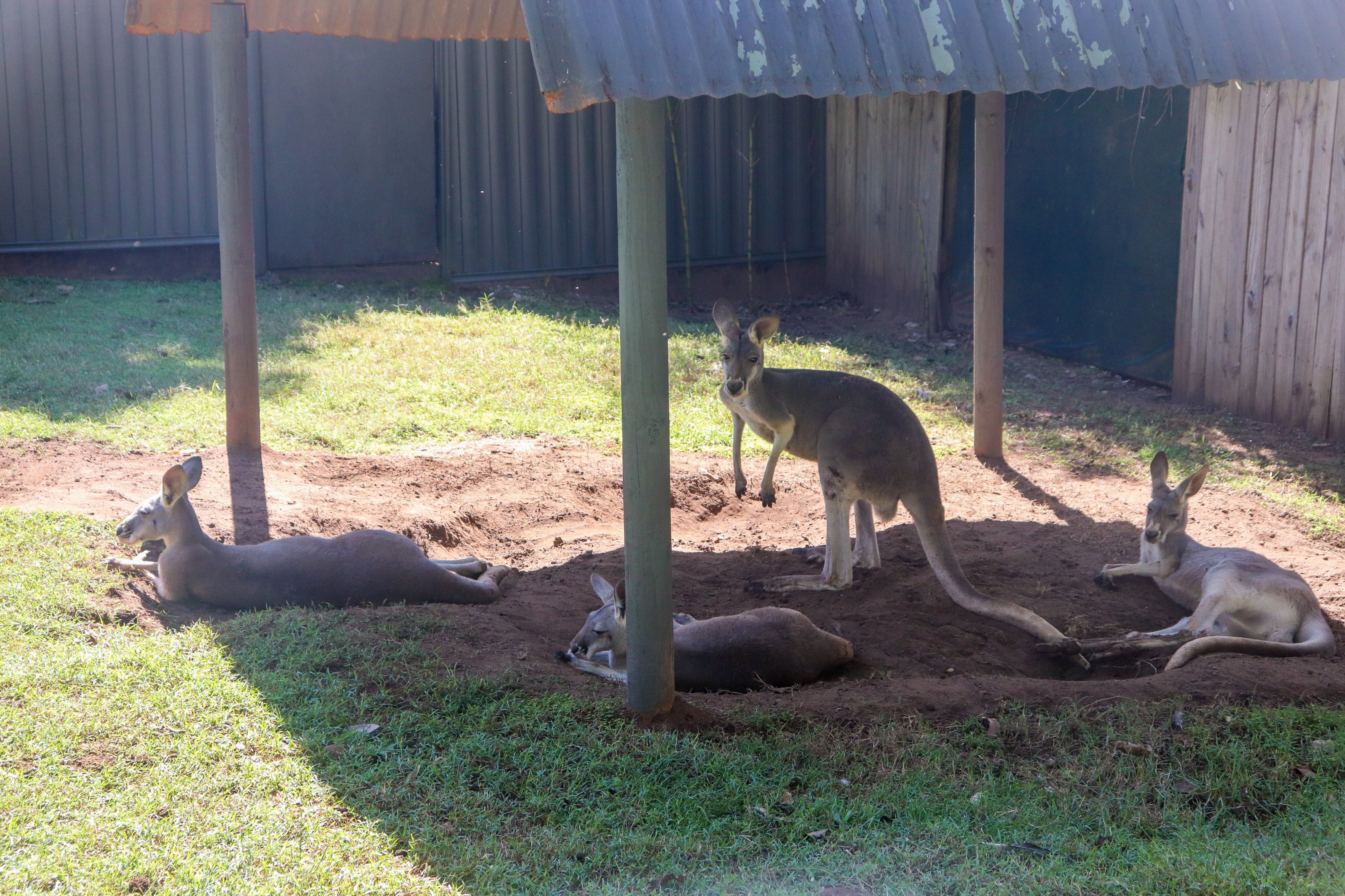 Red Kangaroo Joeys (Osphranter rufus)