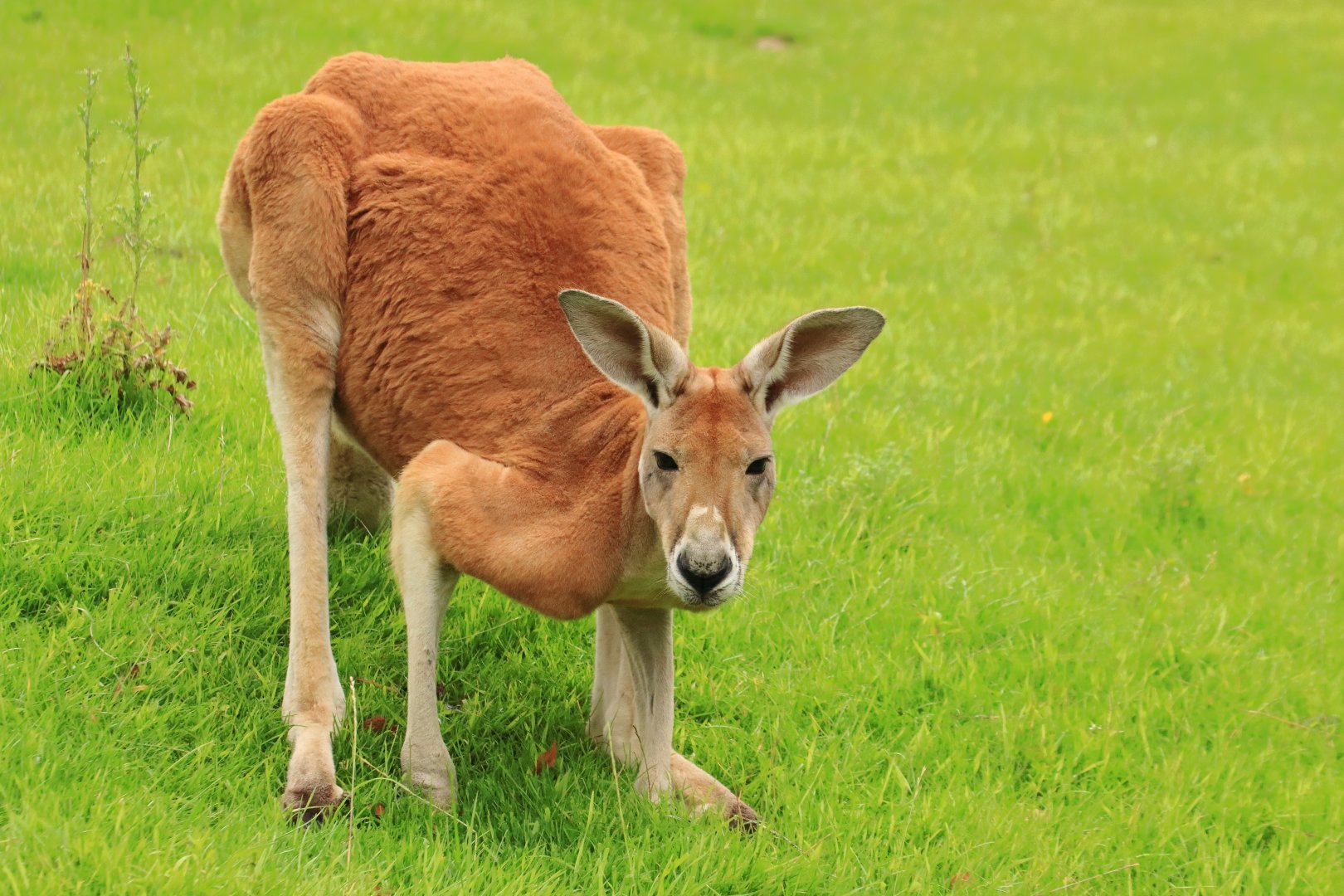 Red kangaroo (July 2020)