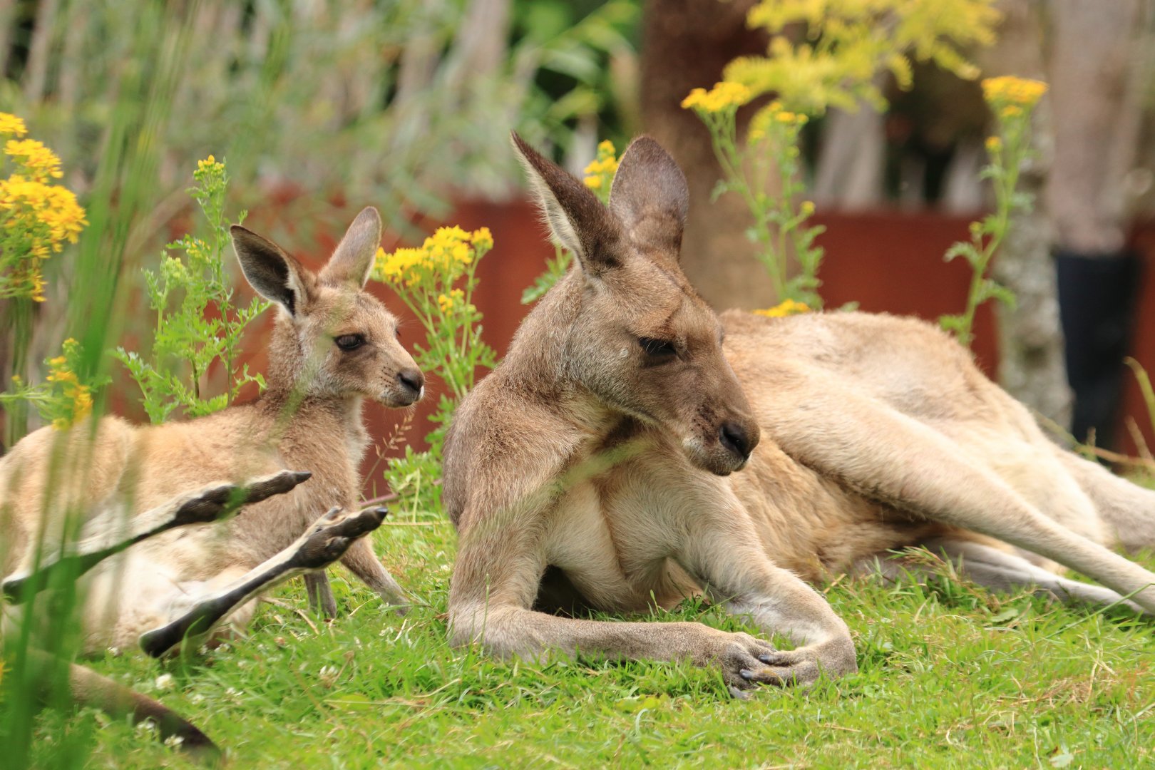 Red kangaroo (July 2020)