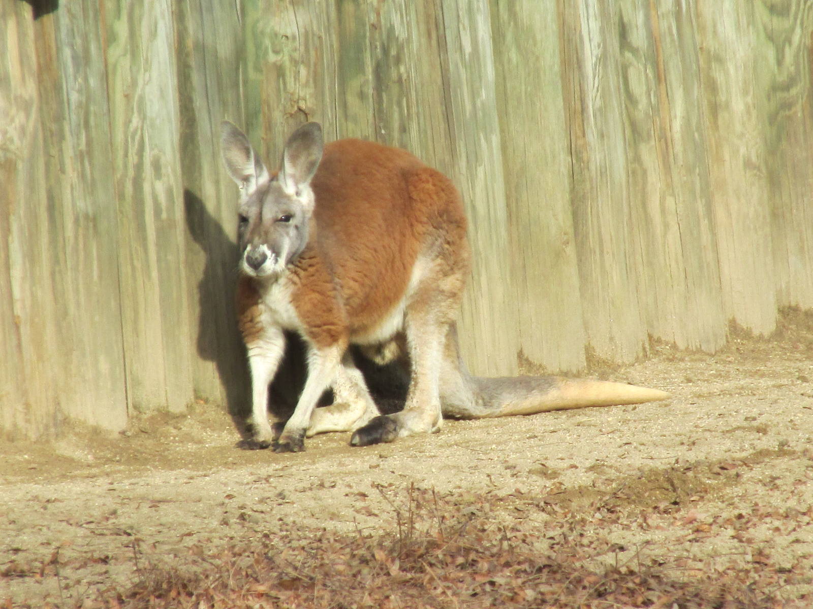 red kangaroo lpz