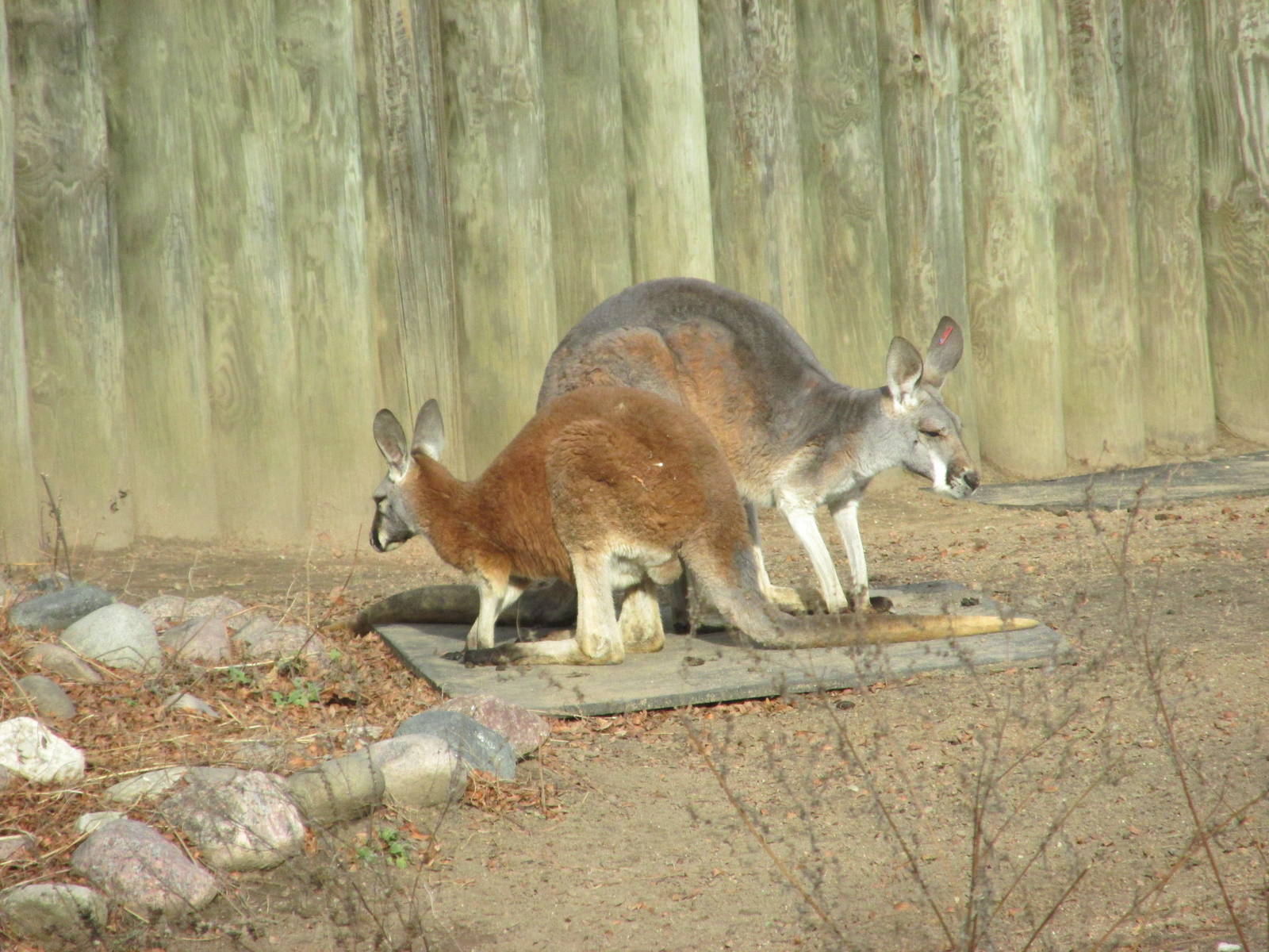 red kangaroo lpz