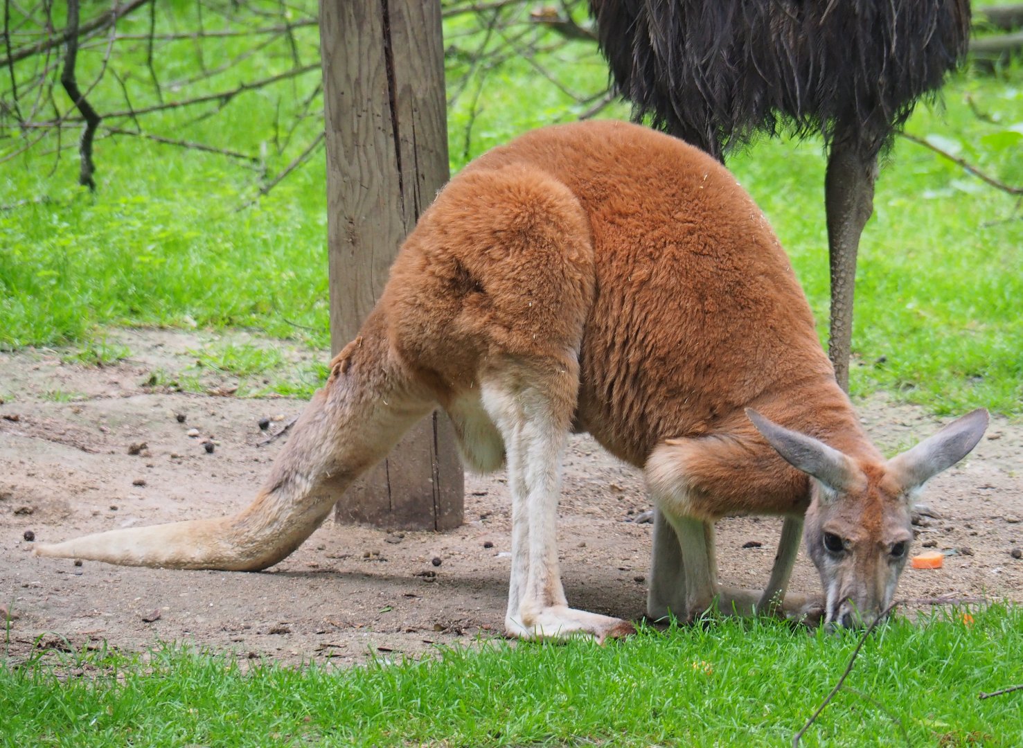 Red kangaroo (Macropus rufus), 2019-06-26
