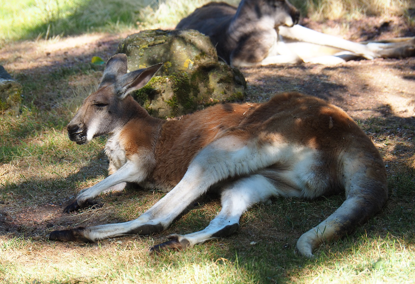 Red kangaroo (Macropus rufus), 2019-07-23