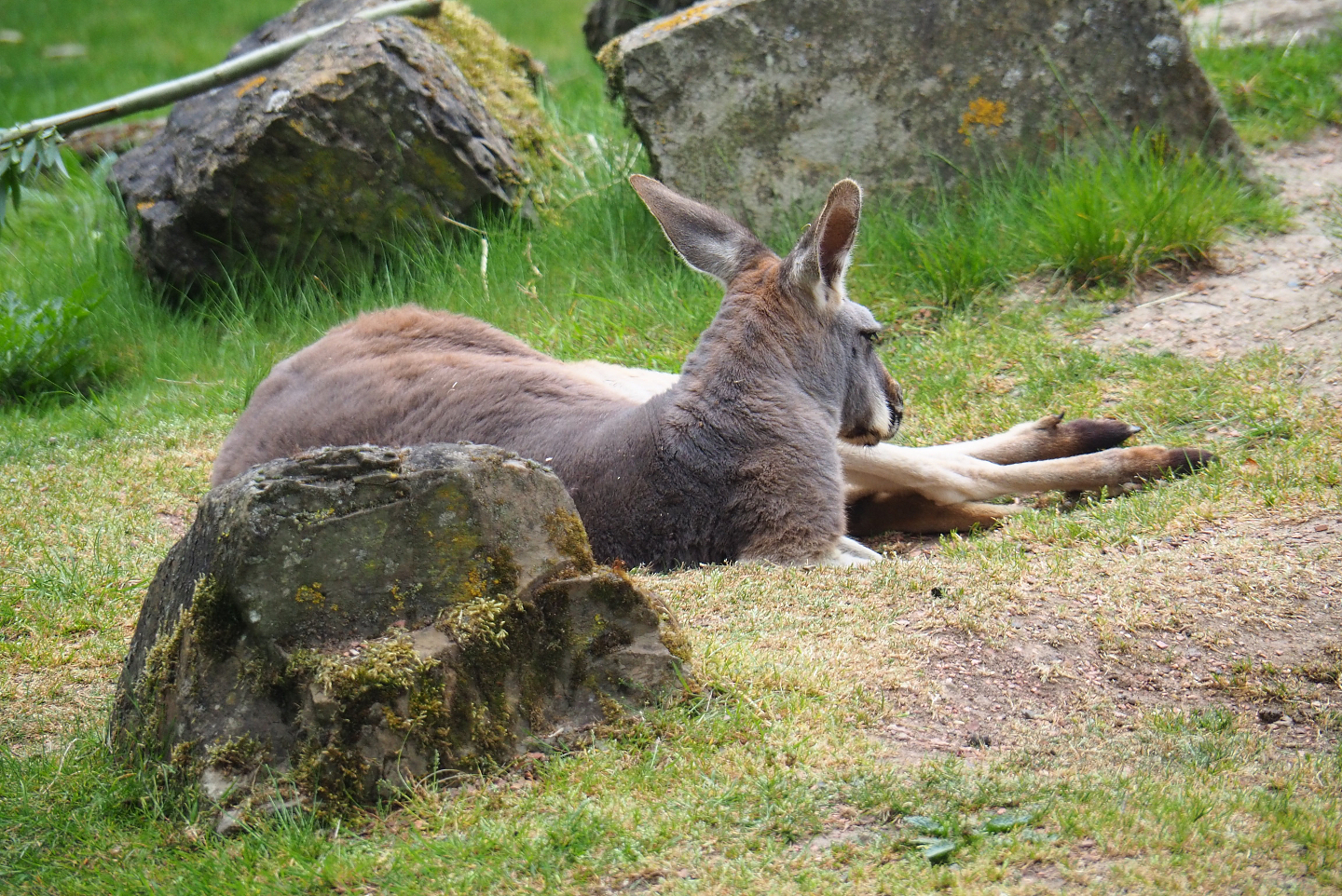 Red kangaroo (Macropus rufus), 2020-05-23