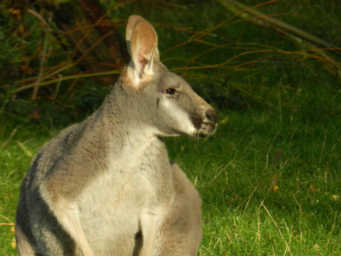 Red Kangaroo (Macropus rufus) at Banham Zoo, England