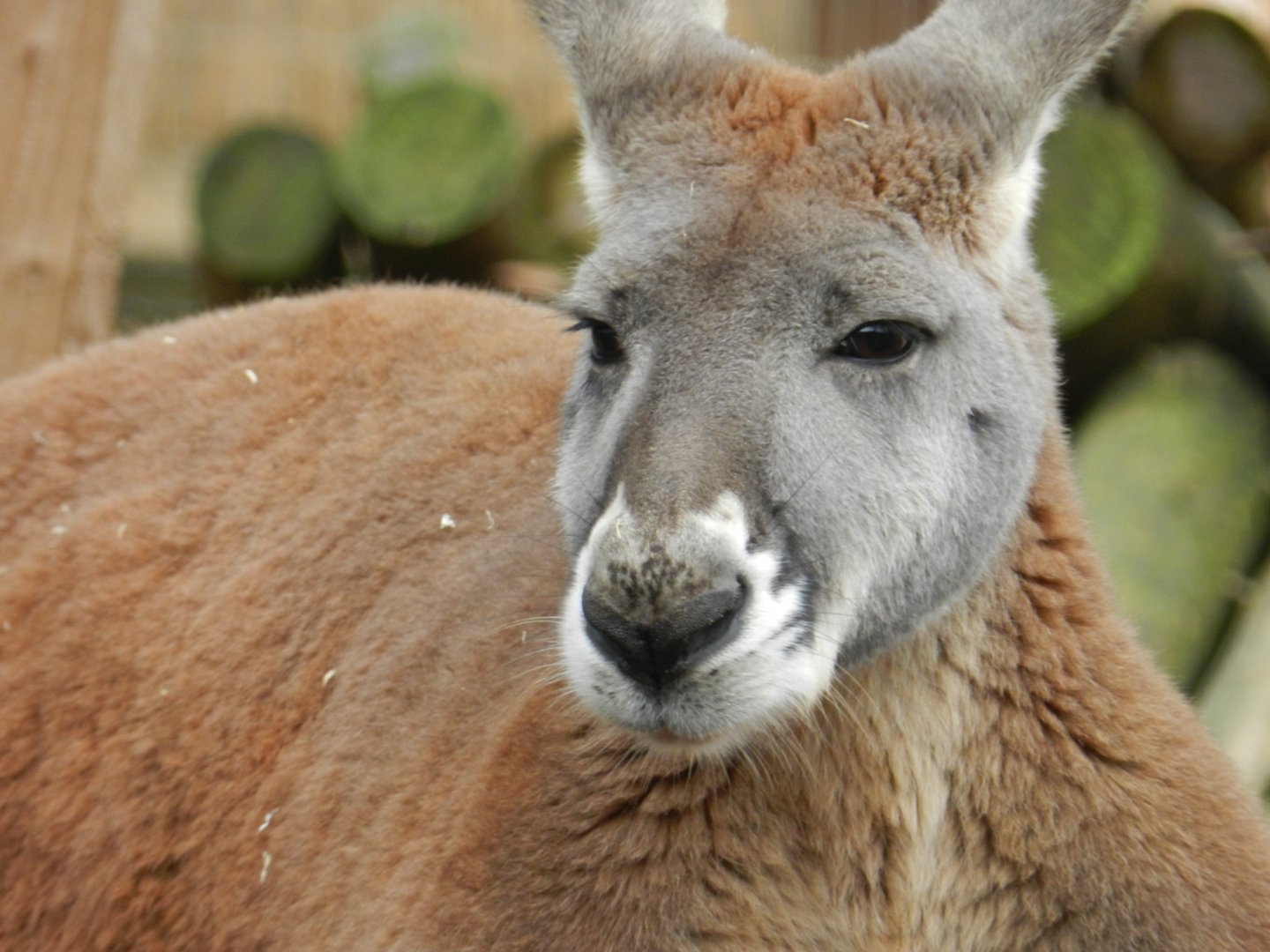 Red Kangaroo (Macropus rufus) at Ventura Wildlife Park, England