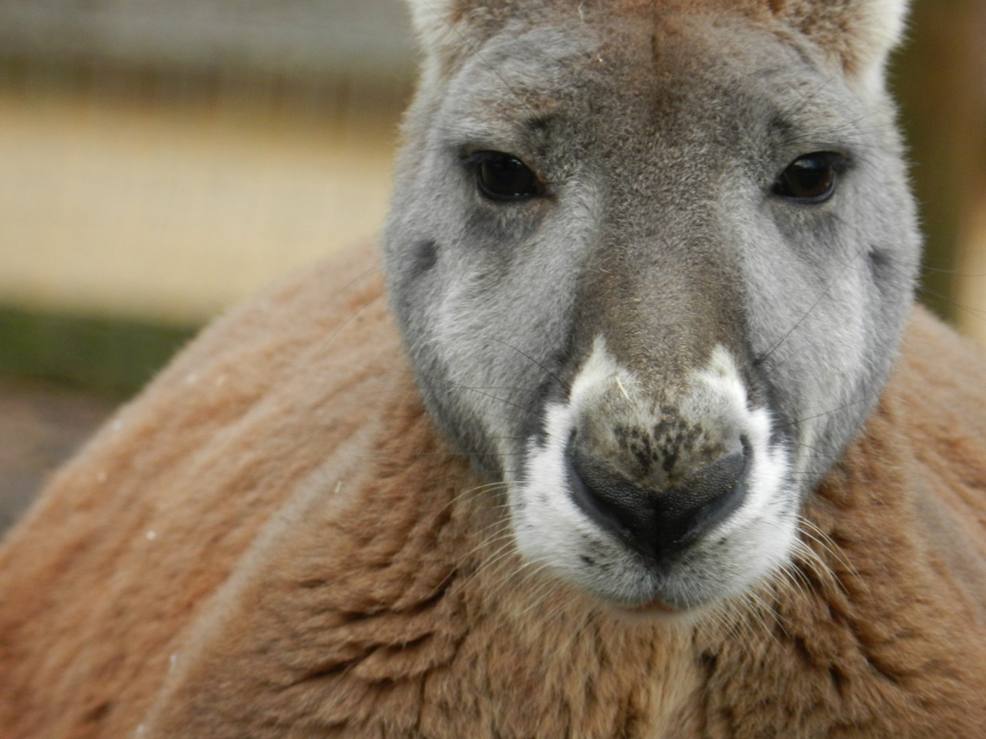 Red Kangaroo (Macropus rufus) at Ventura Wildlife Park, England