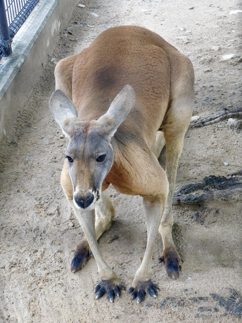 Red Kangaroo (Macropus rufus) August 7, 2025