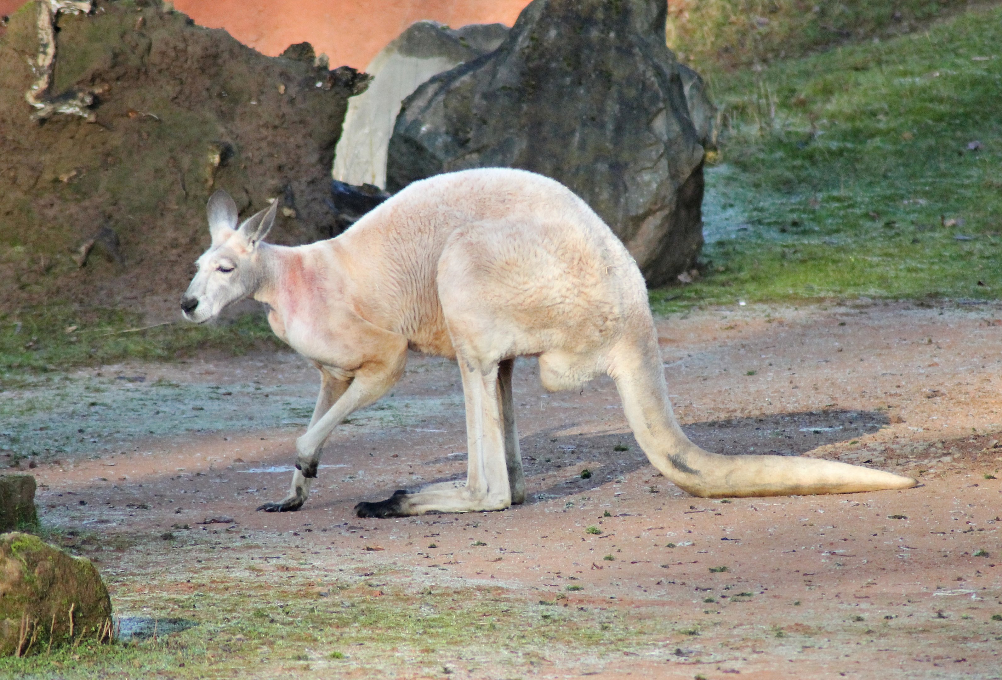 Red kangaroo (Macropus rufus) - "Australian Outback"