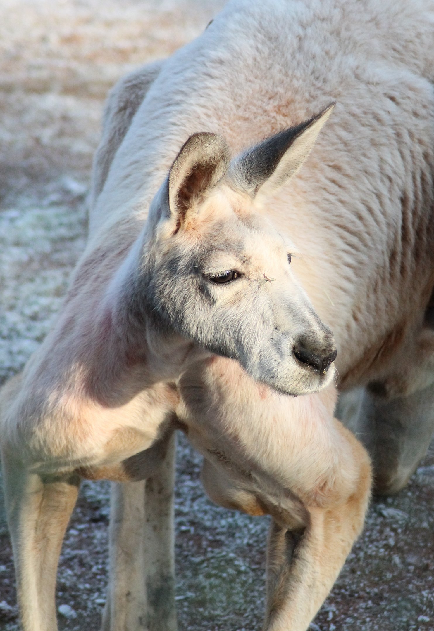 Red kangaroo (Macropus rufus) - "Australian Outback"
