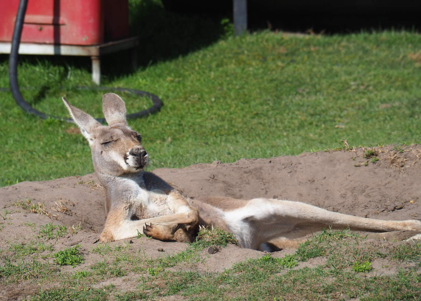 Red kangaroo (Macropus rufus) female, 2019-08-11
