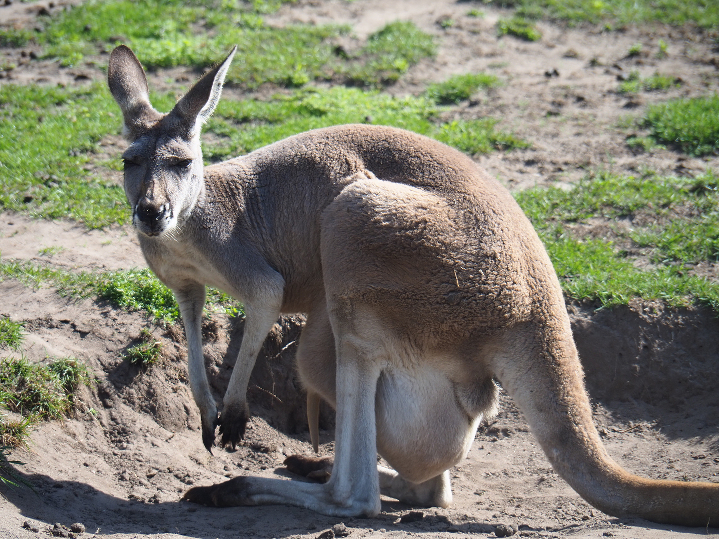Red kangaroo (Macropus rufus) female with large joey in pouch, 2019-08-11
