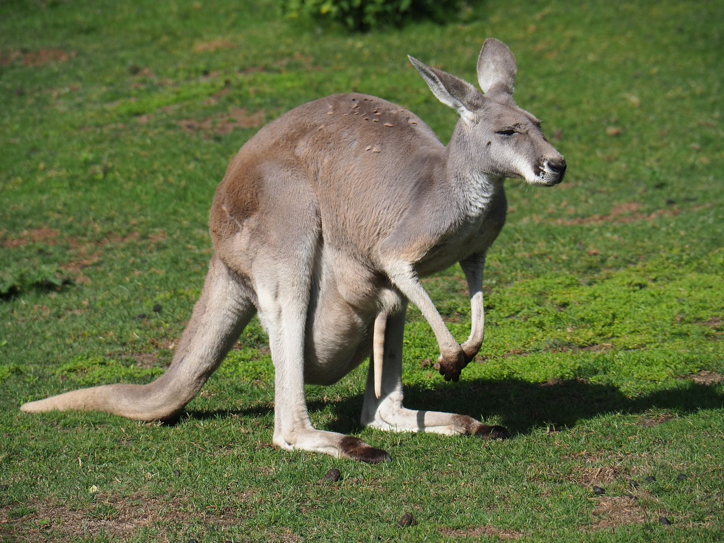 Red kangaroo (Macropus rufus) female with large joey in pouch, 2019-08-11