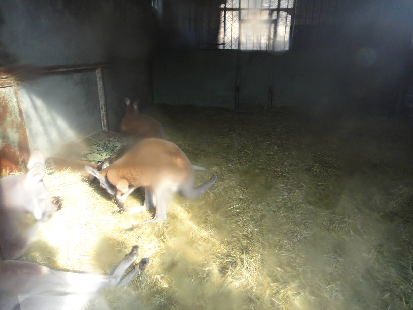 Red kangaroo (Macropus rufus) in the winter house (three male)