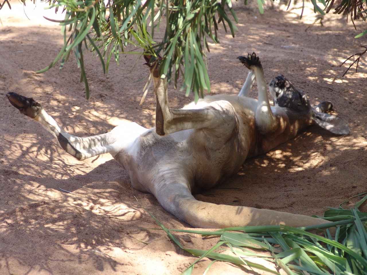 Red Kangaroo (Macropus rufus)