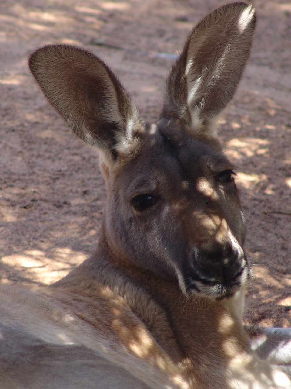 Red Kangaroo (Macropus rufus)