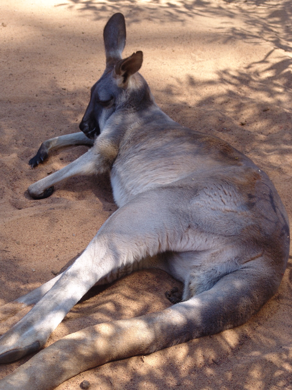 Red Kangaroo (Macropus rufus)