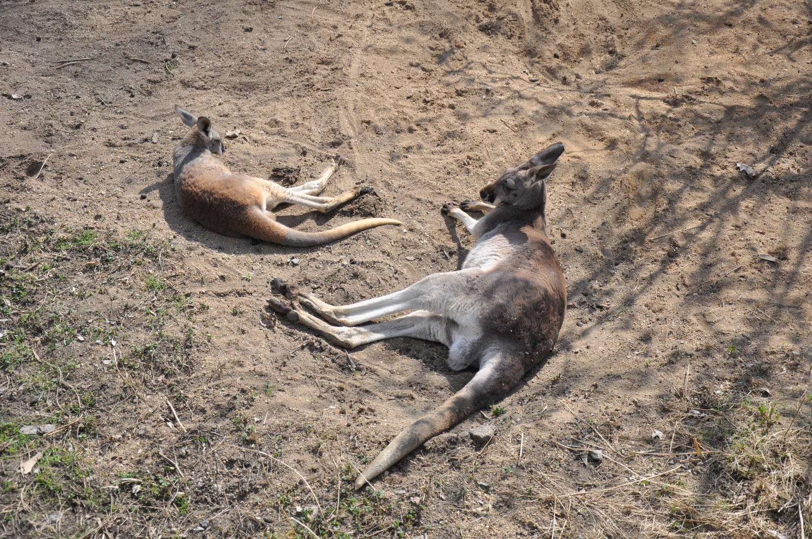 Red kangaroo (Macropus rufus)