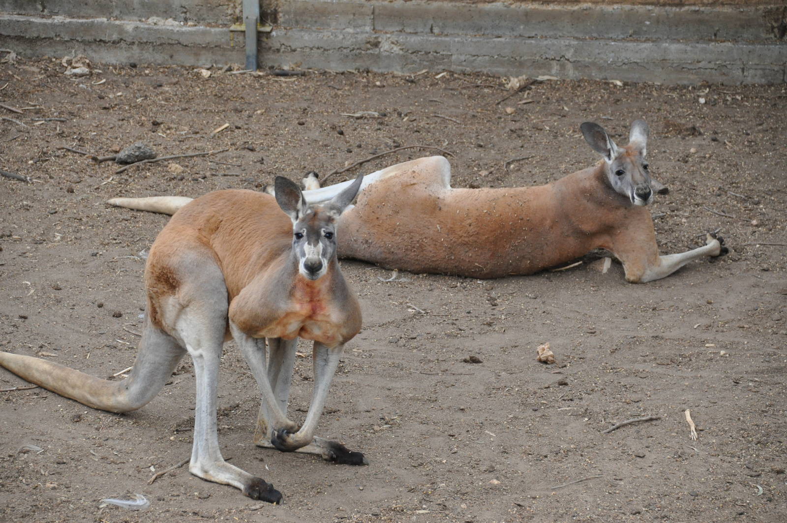 Red kangaroo/ Macropus rufus