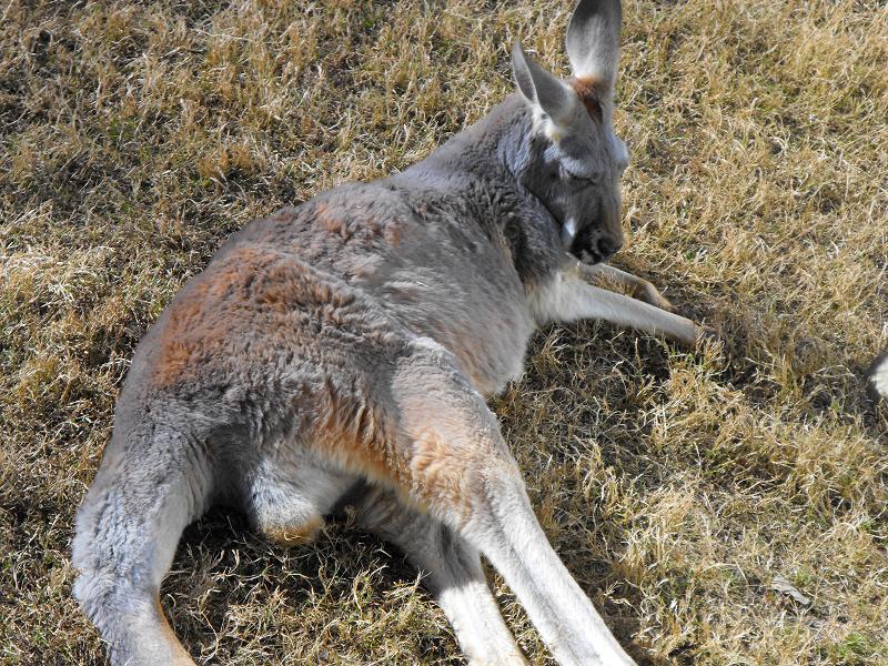 Red Kangaroo (Macropus rufus)