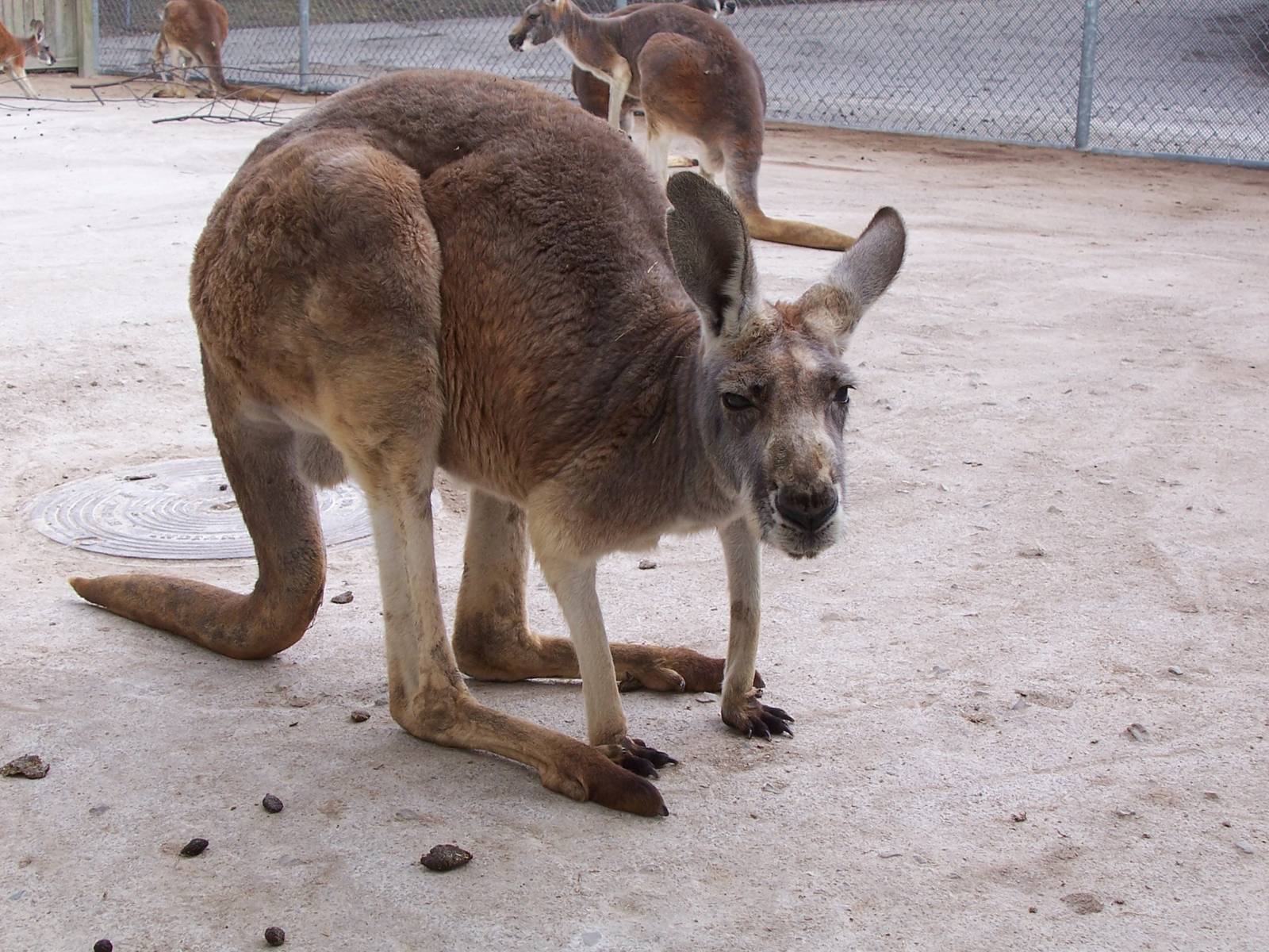 Red Kangaroo (Macropus rufus)