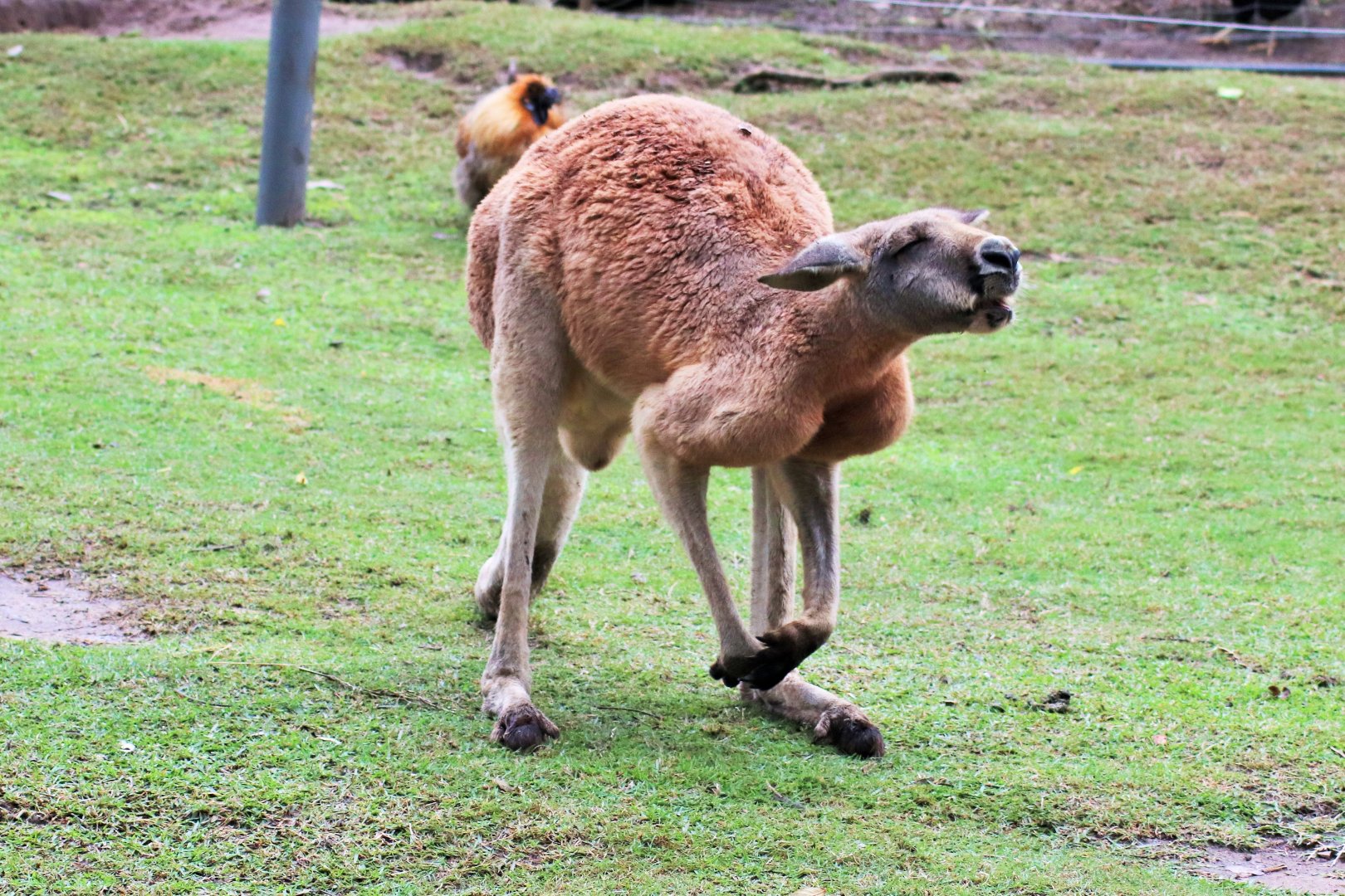 Red Kangaroo (Macropus rufus)