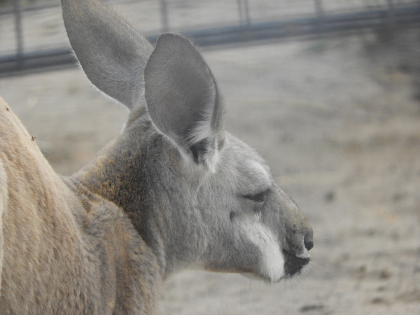Red Kangaroo (Macropus rufus)