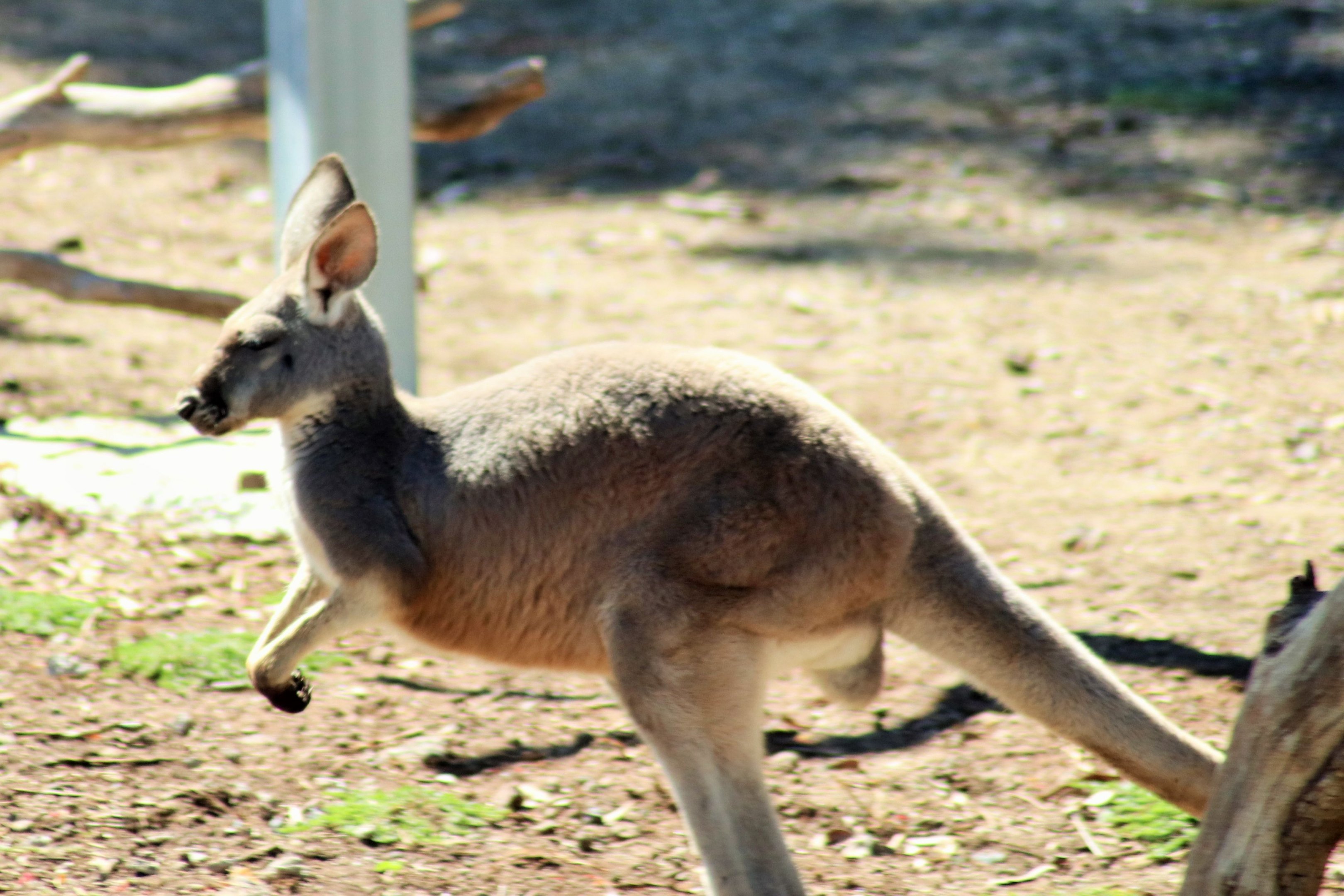 Red Kangaroo (Macropus rufus)