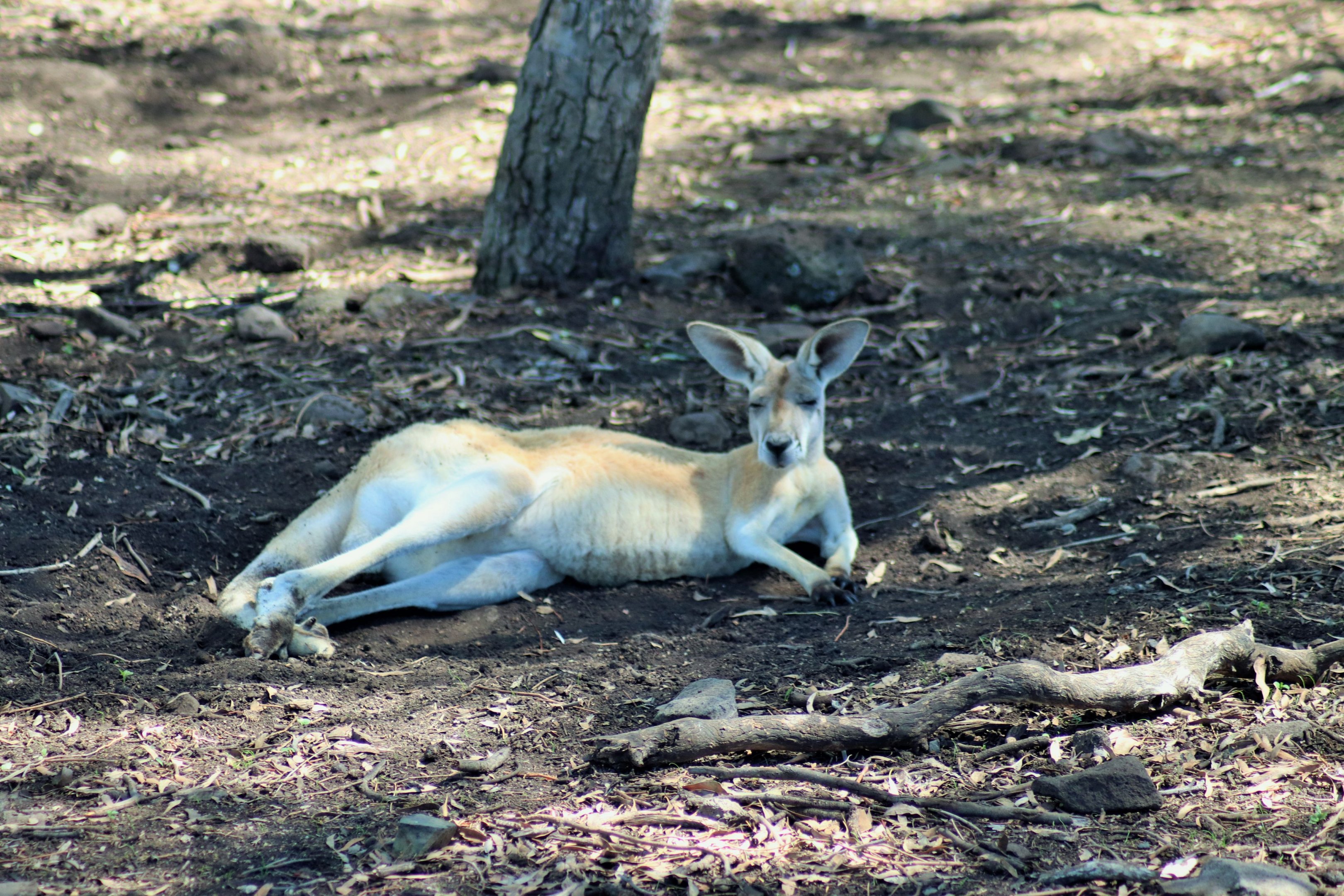 Red Kangaroo (Macropus rufus)
