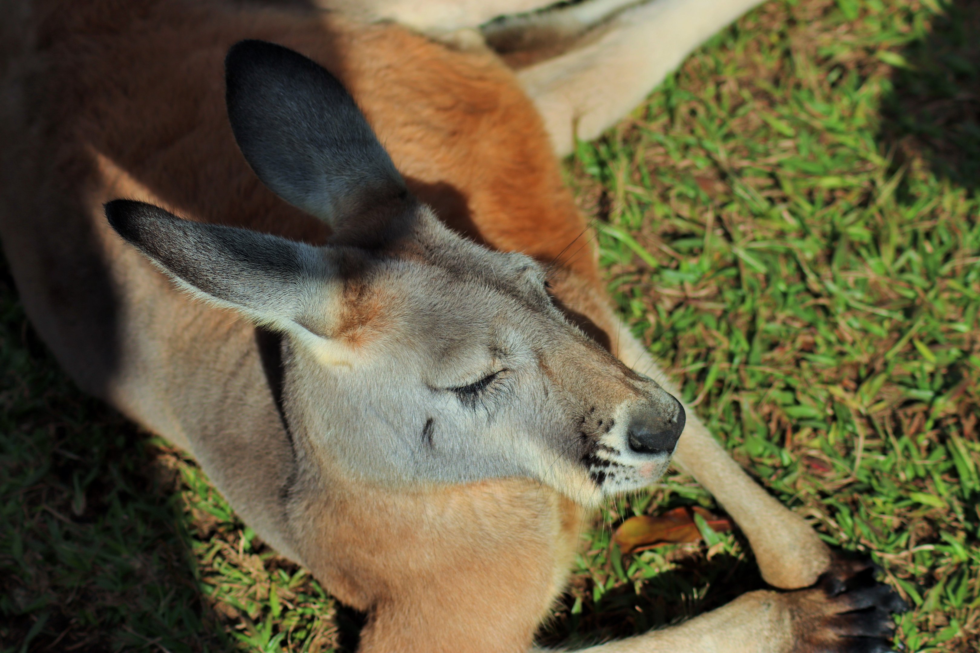 Red Kangaroo (Macropus rufus)