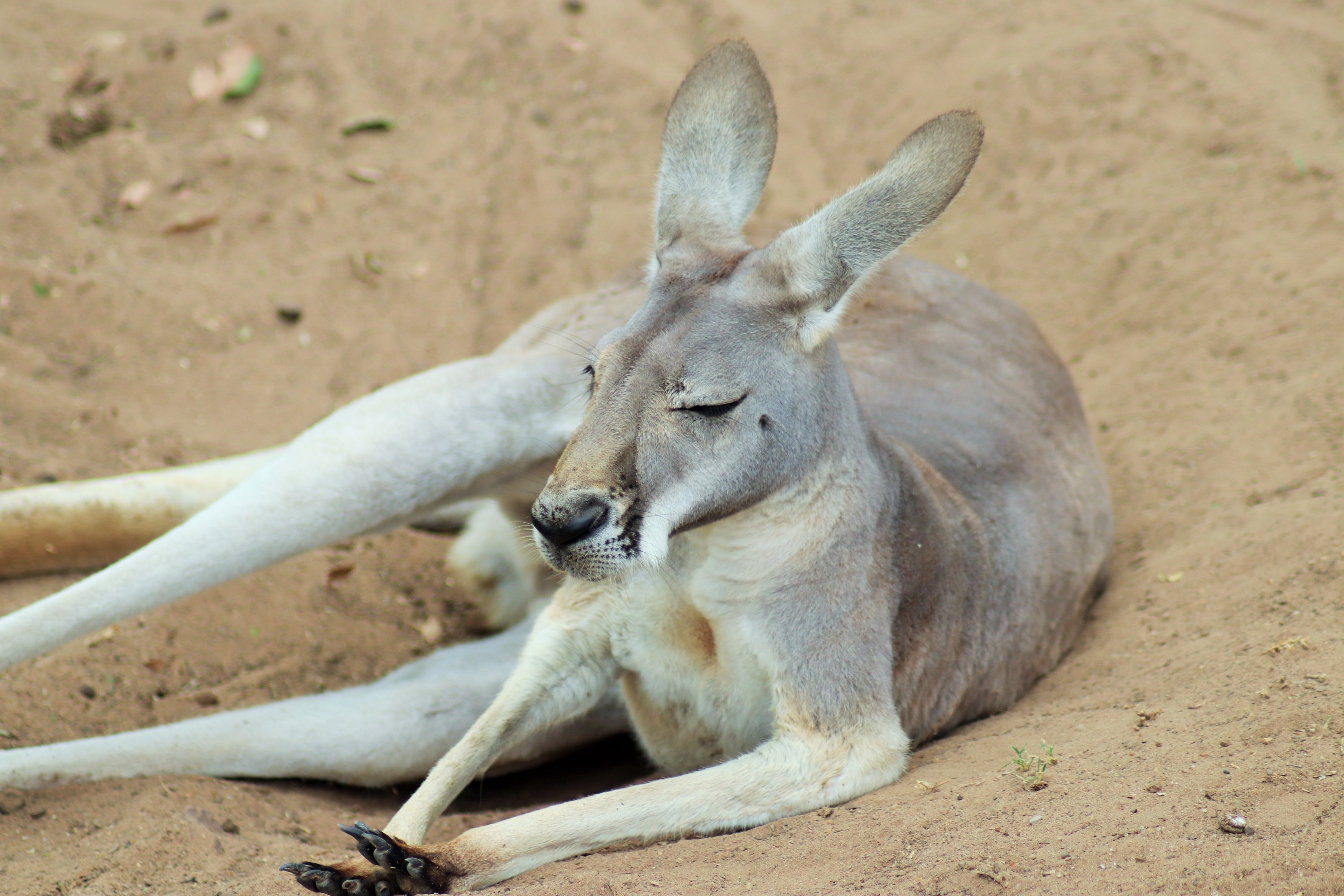 Red Kangaroo (Macropus rufus)