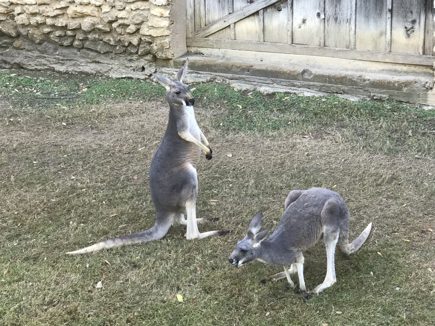 Red Kangaroo (Macropus rufus)