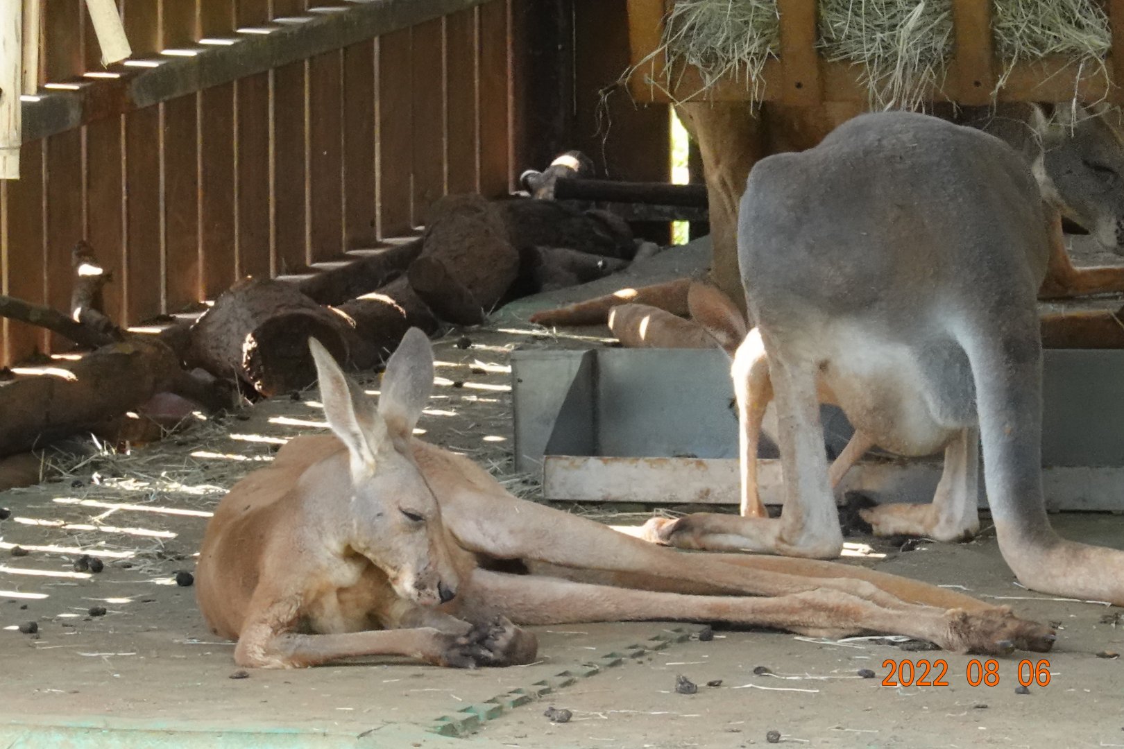 Red Kangaroo (Macropus rufus)