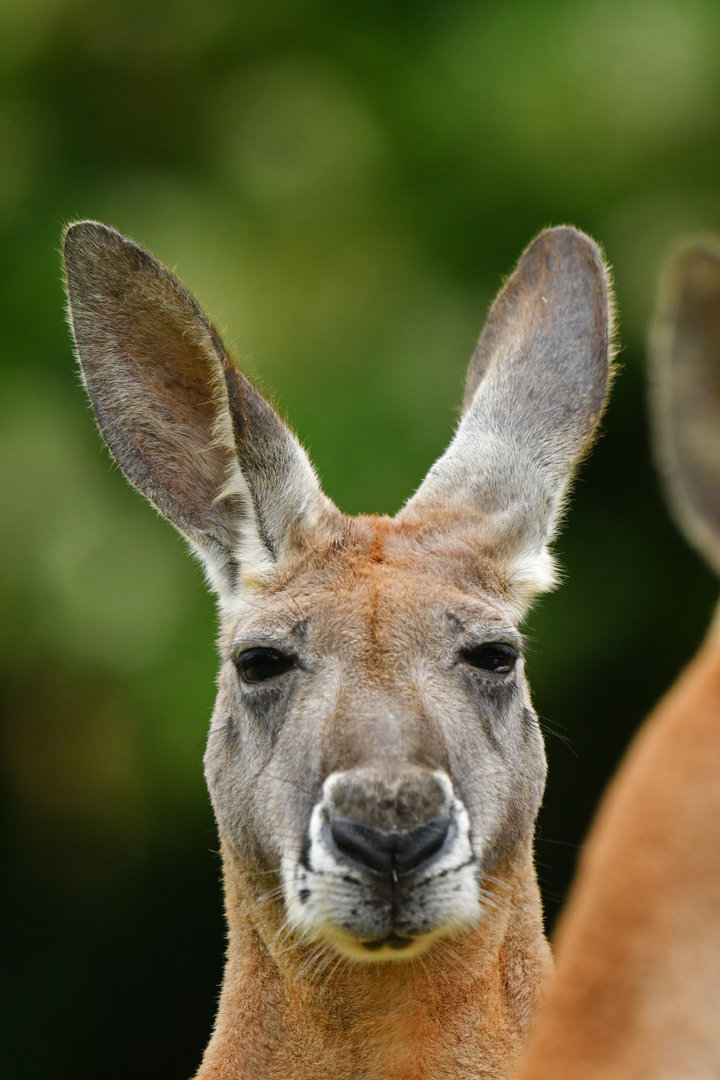 Red kangaroo (Macropus rufus)