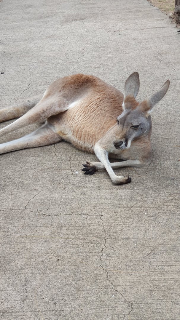 Red Kangaroo (Macropus rufus)
