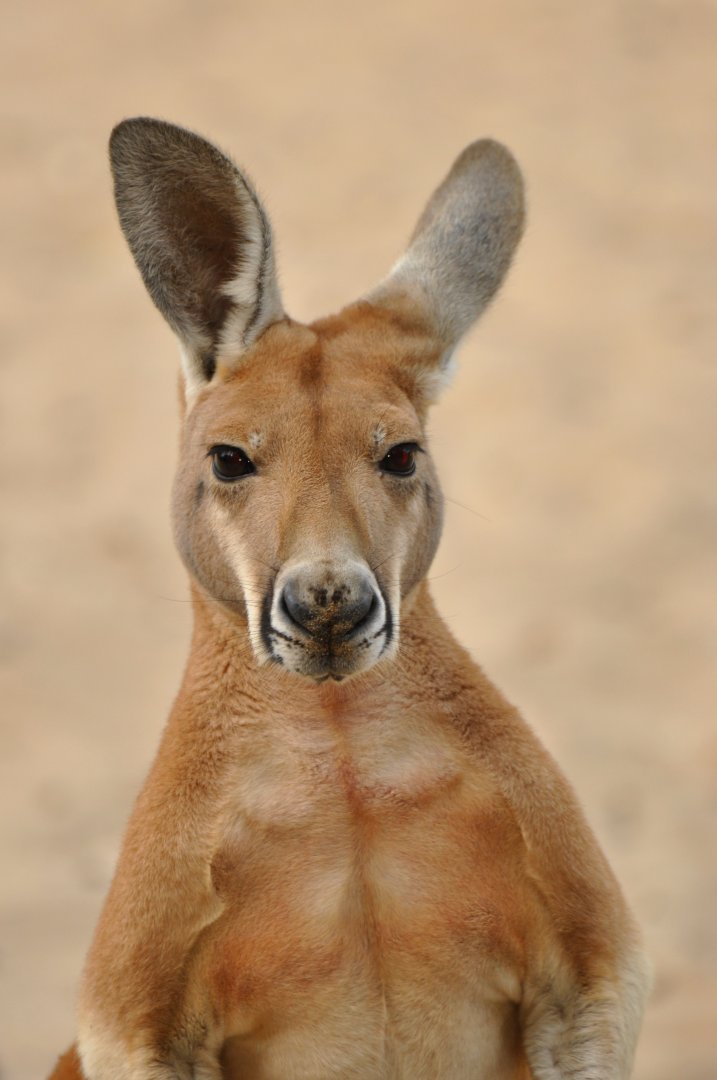 Red kangaroo (Macrpus rufus)