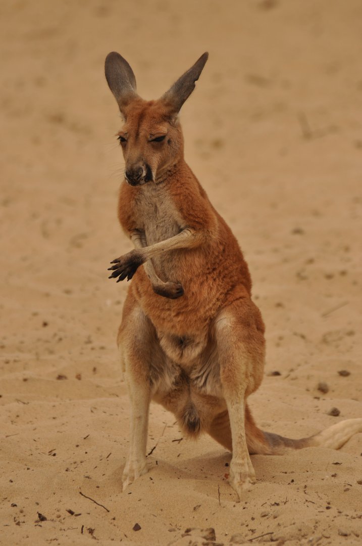 Red kangaroo (Macrpus rufus)