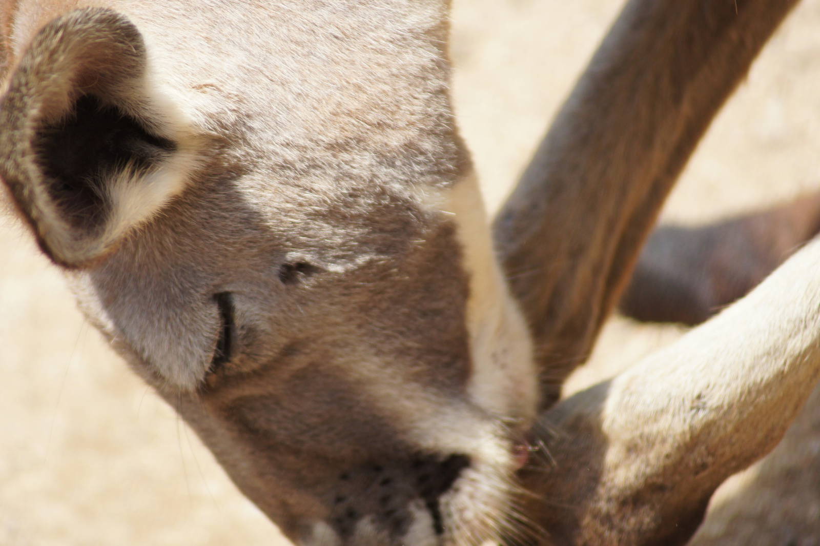 Red Kangaroo Male Cleaning