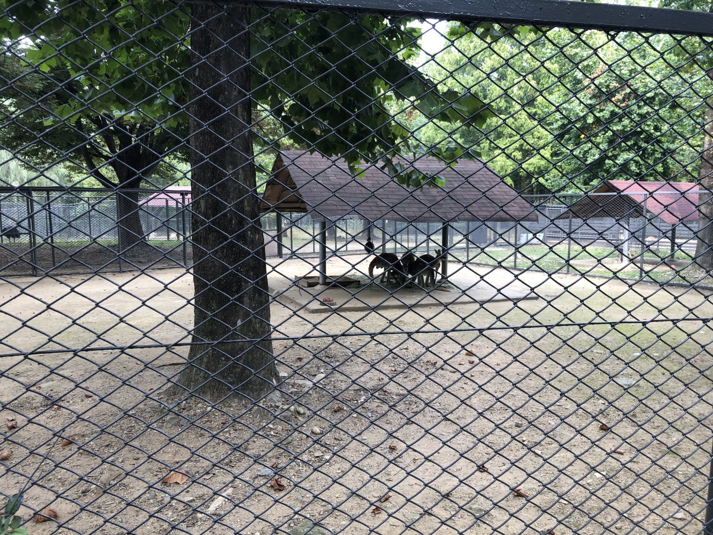 Red Kangaroo (Male) Exhibit