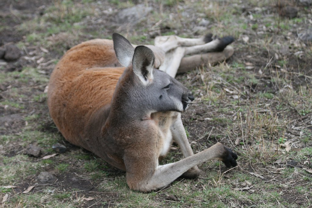 Red Kangaroo male