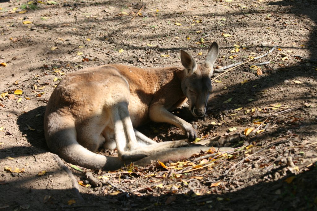 Red Kangaroo male
