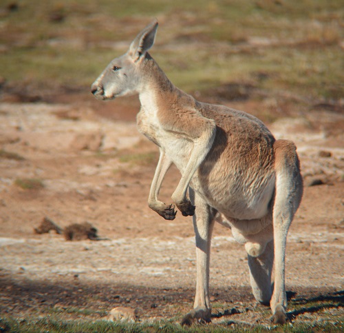 Red kangaroo male
