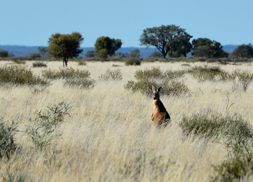 Red kangaroo male.