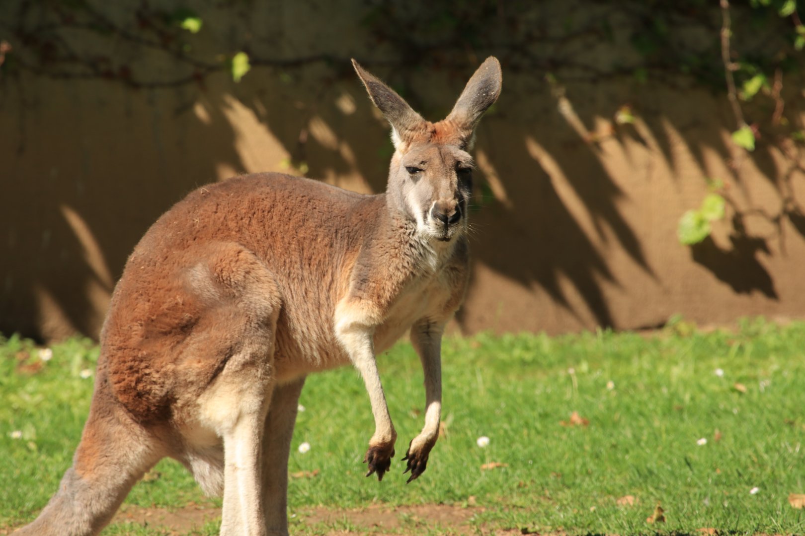 Red Kangaroo (May 2019)