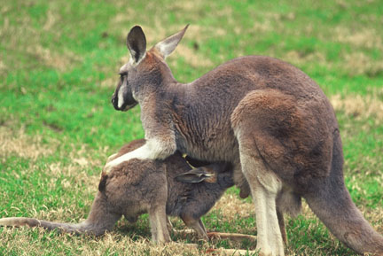red kangaroo nursing