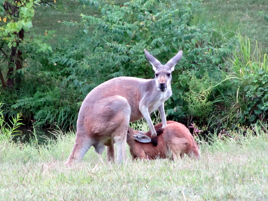 Red Kangaroo Nursing