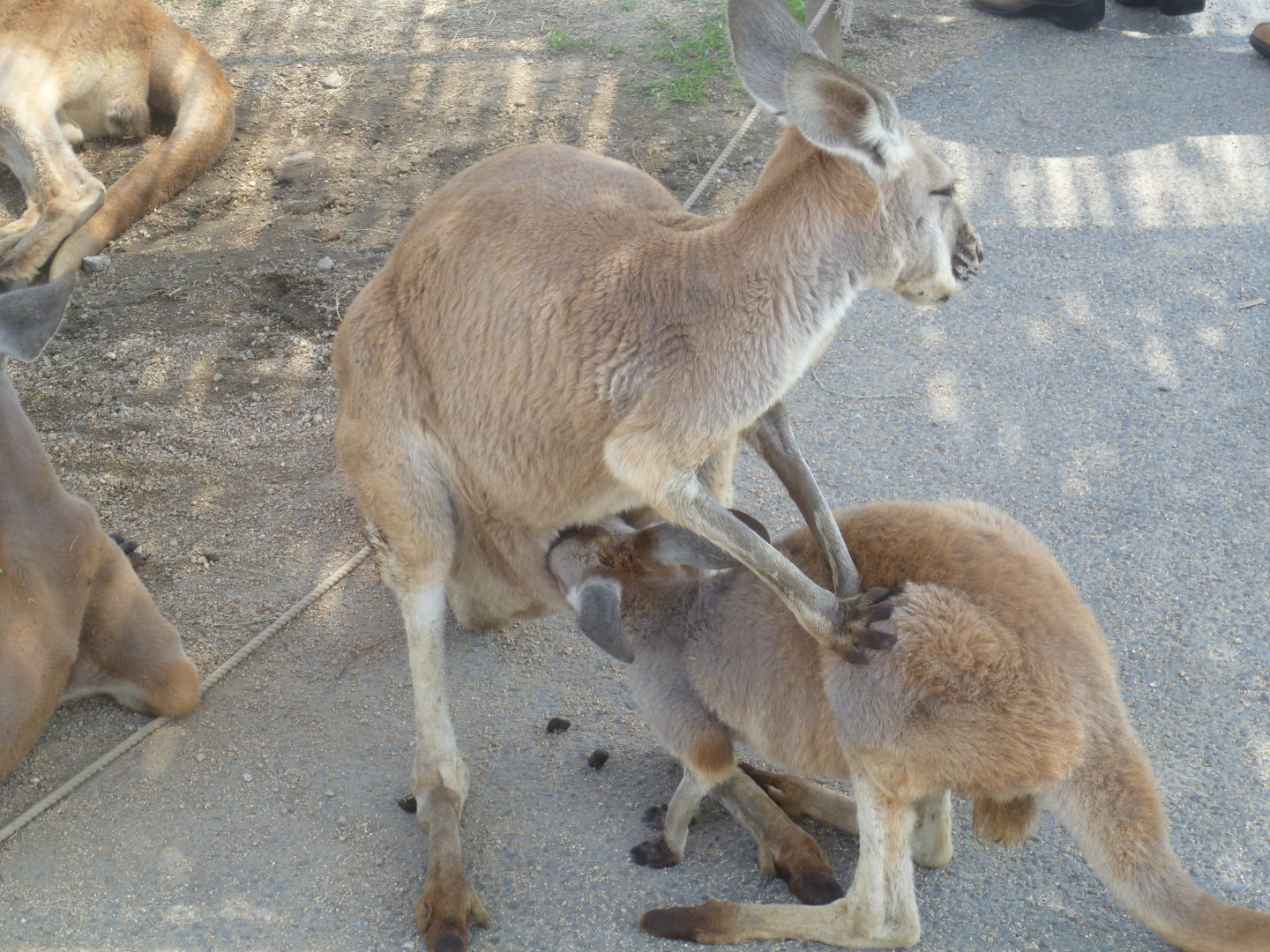 Red kangaroo nursing