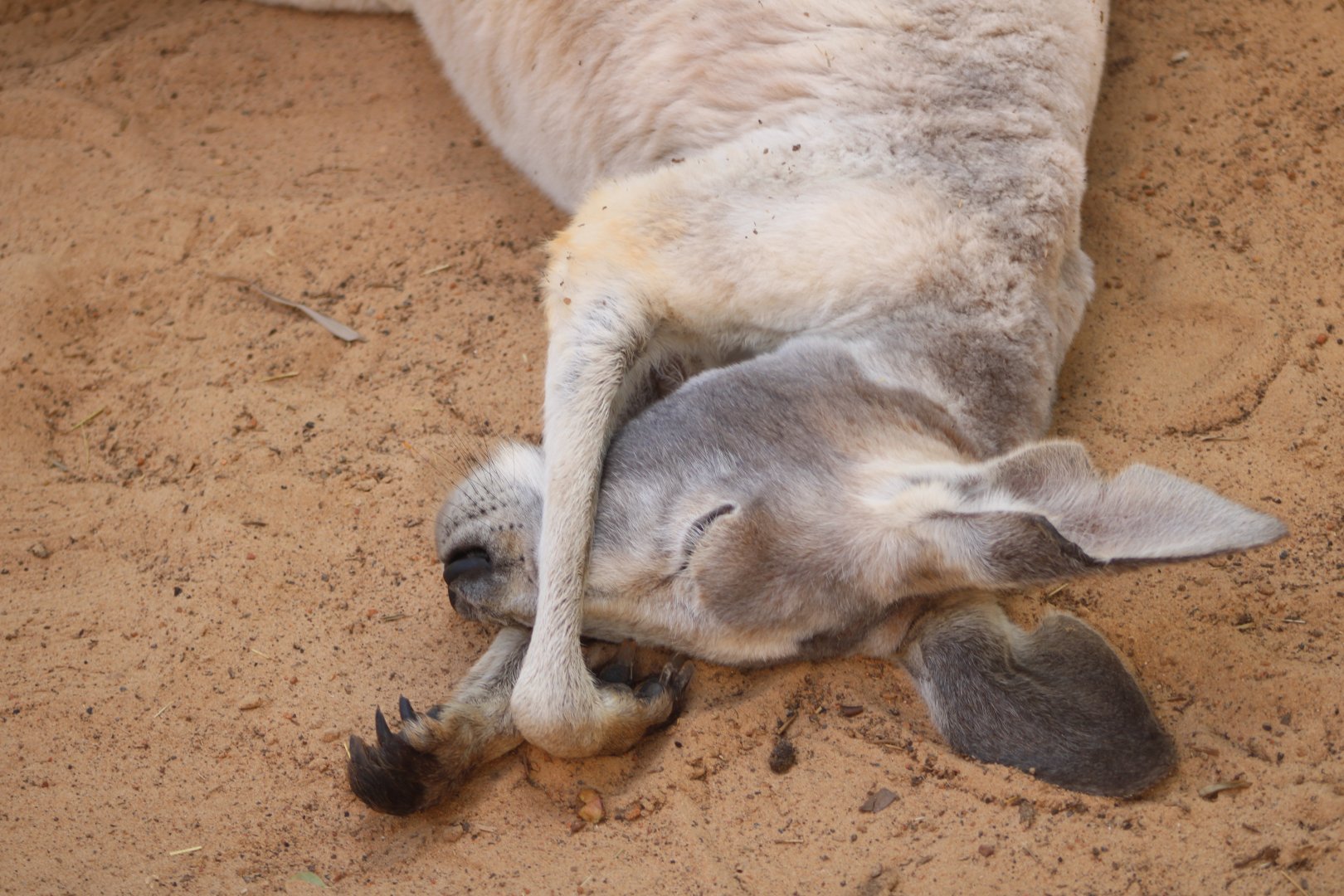 Red Kangaroo (Osphranter rufus; 1)